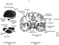 Подкорковые структуры головного мозга Подкорковые структуры головного мозга функции